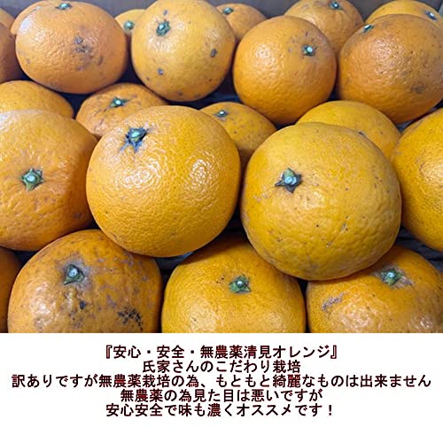 無農薬 清見オレンジ 2
