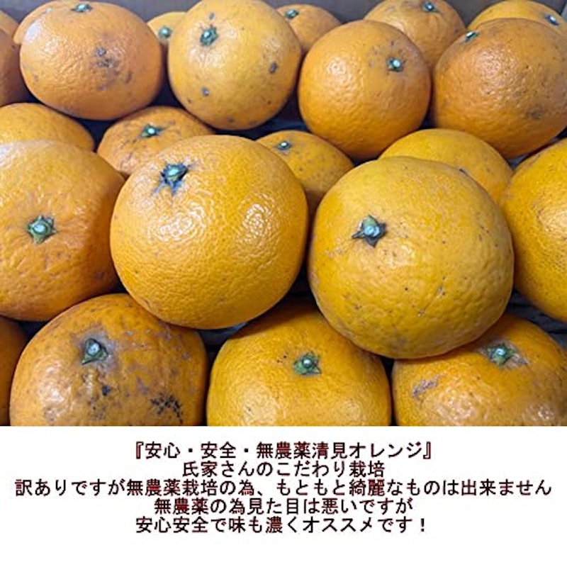 無農薬 清見オレンジ 2