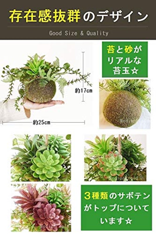多肉植物 苔玉 3