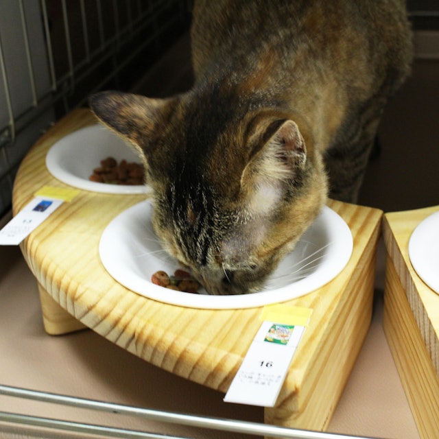 コンボ キャットフードを全30商品と比較 口コミや評判を実際に使ってレビューしました Mybest