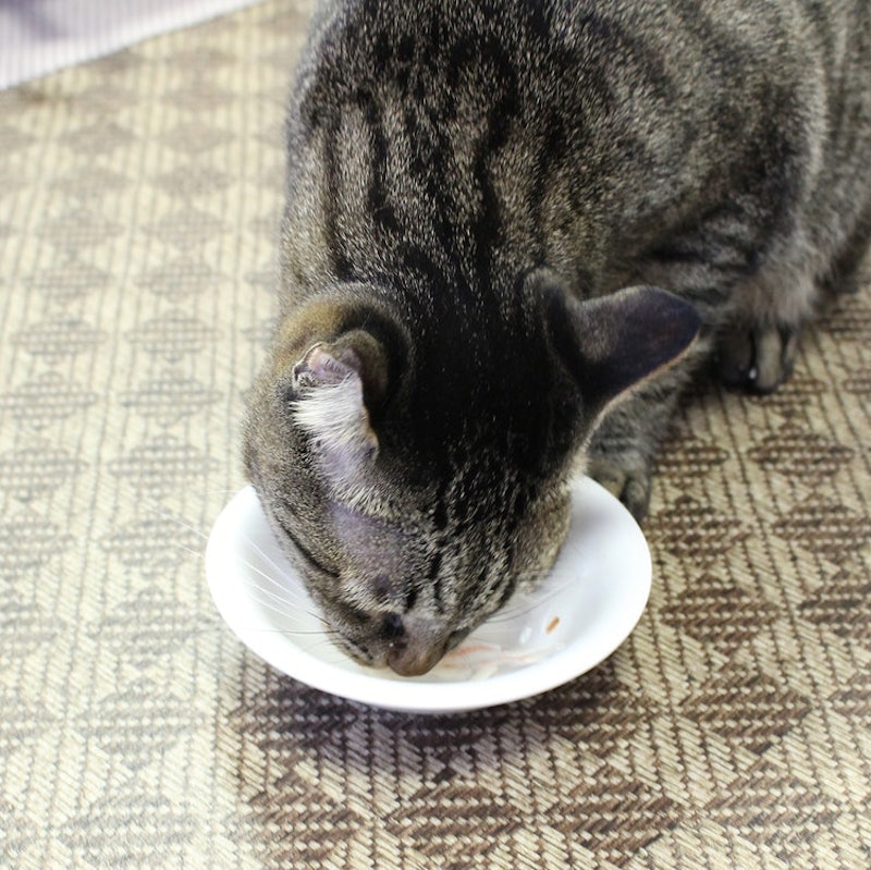 ネコちゃんの歯みがきおやつ カニ風味かま 8