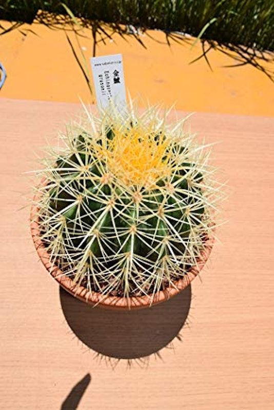 サボテンの王様 金鯱 2