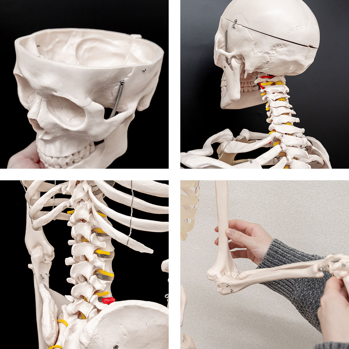 人体骨格模型 5