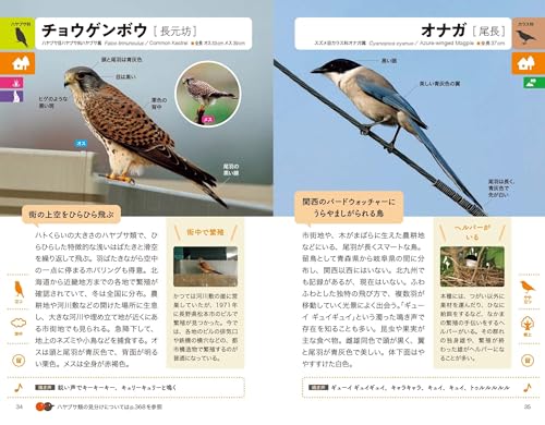 野鳥図鑑 4