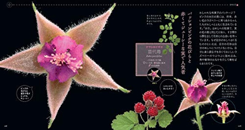 もっと美しき小さな雑草の花図鑑 10