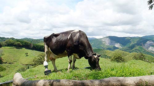 南国斉藤牧場の山地酪農牛乳 3