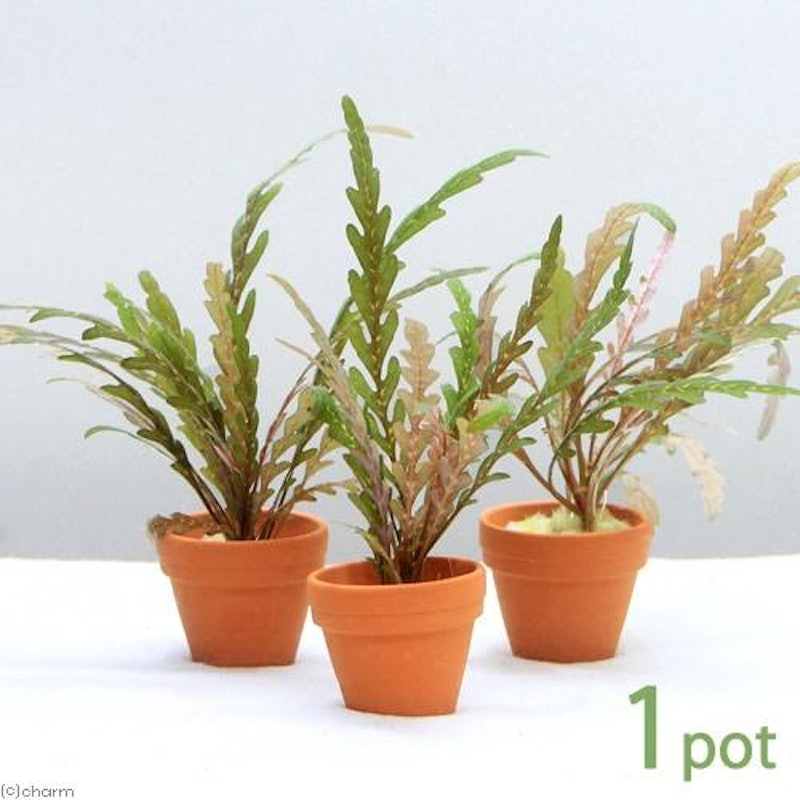 プチ素焼き鉢 ハイグロフィラ ピンナティフィダ 1