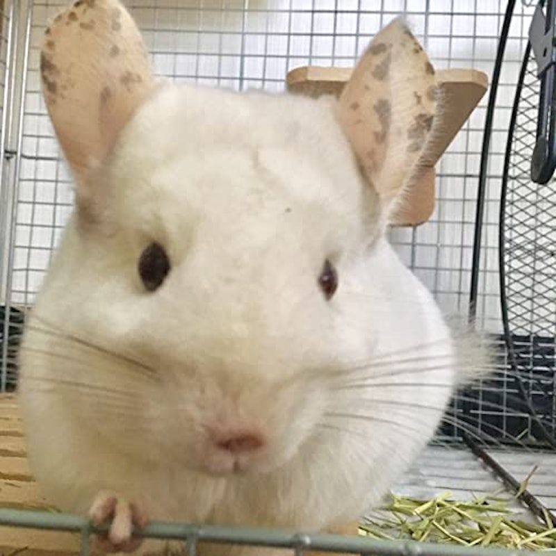 チンチラ飼育セット 5