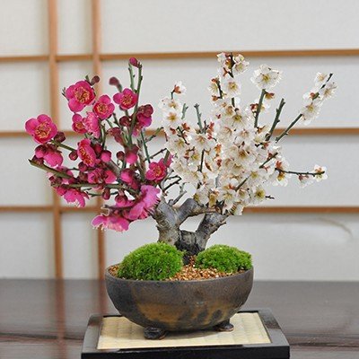 22年 ミニ盆栽のおすすめ人気ランキング19選 Mybest