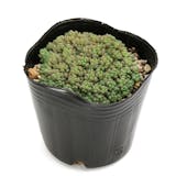 多肉植物のおすすめ人気ランキング【2026年8月】 4
