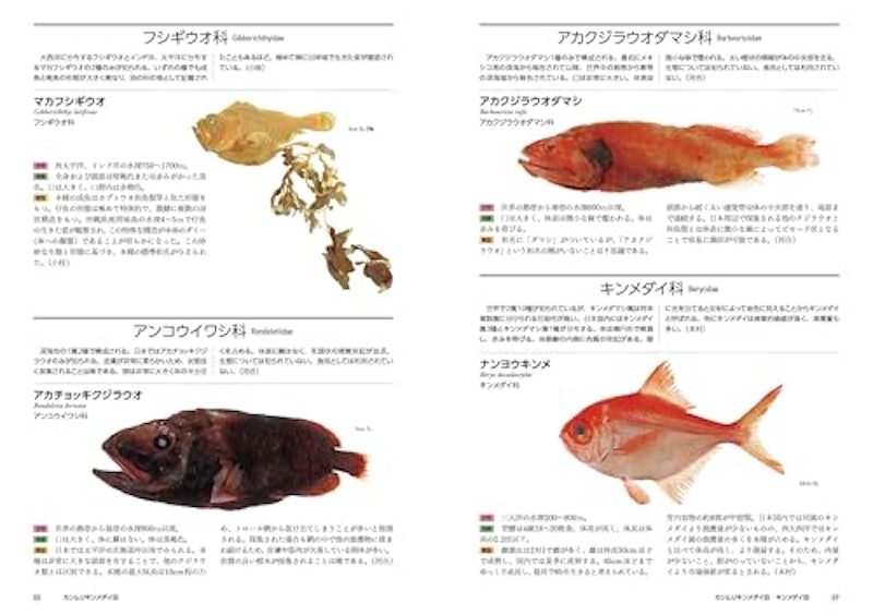 日本の深海魚図鑑 6