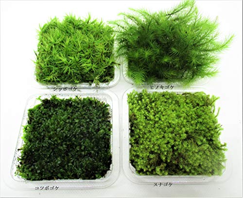 苔のおすすめ人気ランキング21選 Mybest