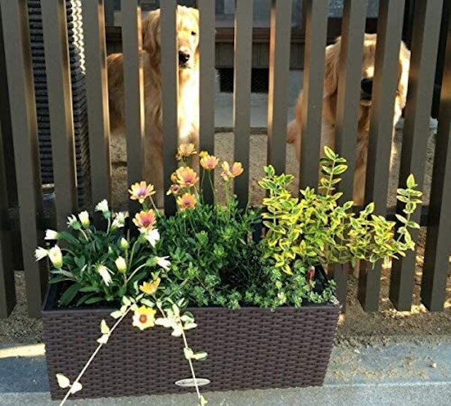 21年 ハンギングプランターのおすすめ人気ランキング15選 Mybest 21年 ハンギングプランターのおすすめ人気ランキング15選 Mybest