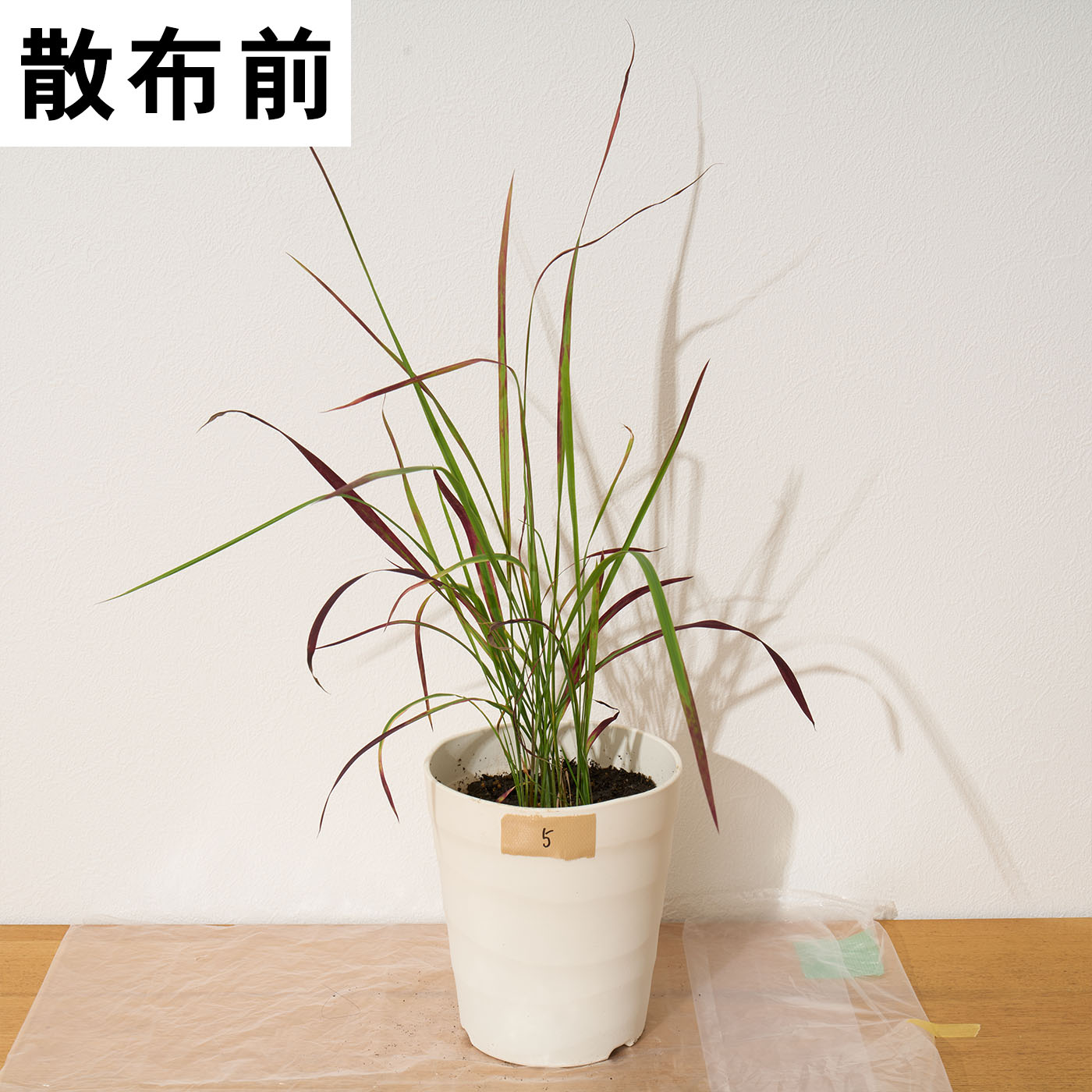 一刀両断 12