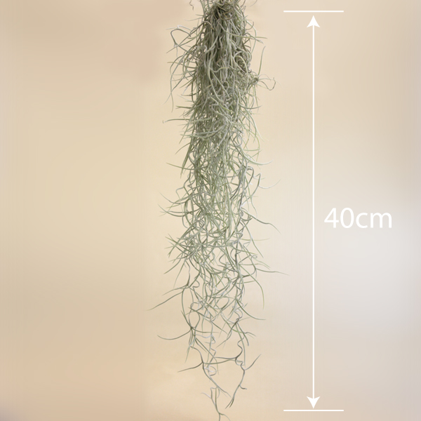 21年 エアプランツのおすすめ人気ランキング15選 Mybest
