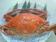 魚一鮮魚店 ワタリガニ 1