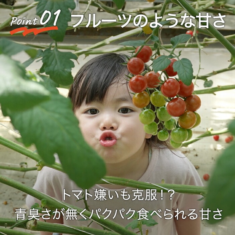ミニトマト 5
