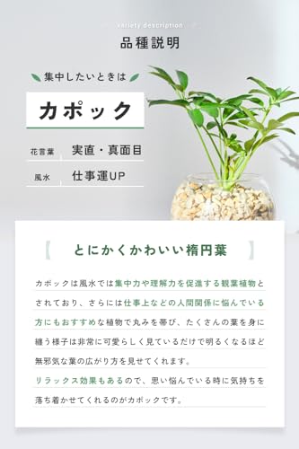 カポック 5