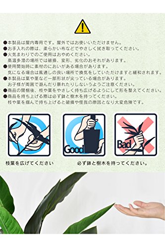 ストレリチア 5