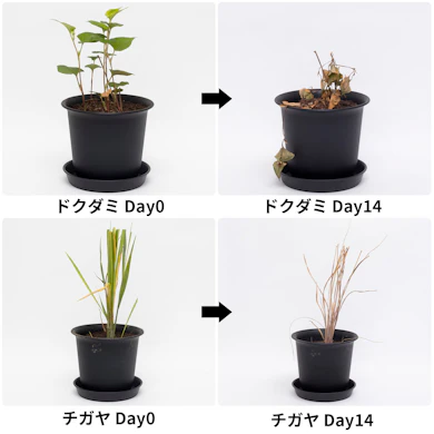 効き始めはゆっくりでも、14日後には葉のほとんどが褐変