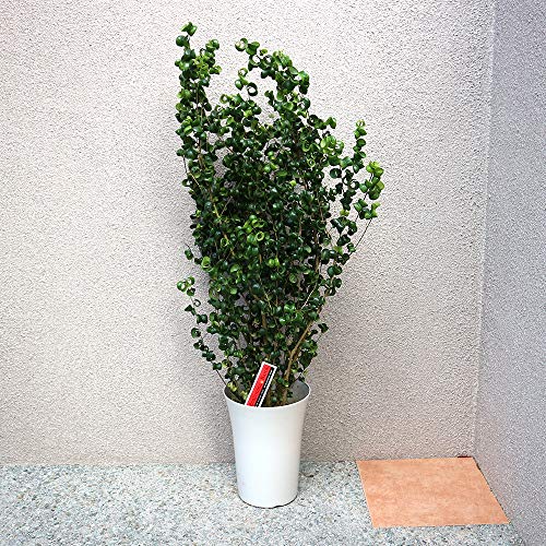大型観葉植物のおすすめ人気ランキング【2026年9月】 5