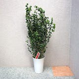 大型観葉植物のおすすめ人気ランキング【2026年9月】 5
