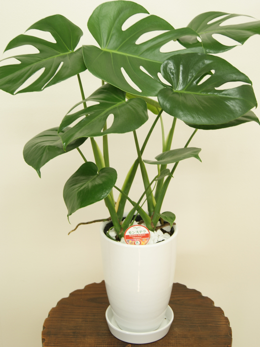 21年 観葉植物のおすすめ人気ランキング30選 Mybest