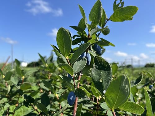 オリゴ糖と食物繊維の入った腸活ハスカップジャム  2