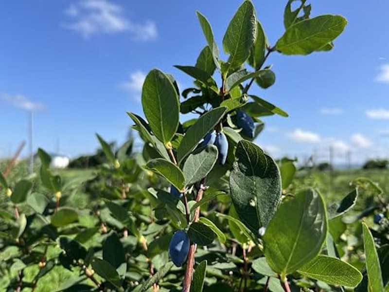 オリゴ糖と食物繊維の入った腸活ハスカップジャム 2