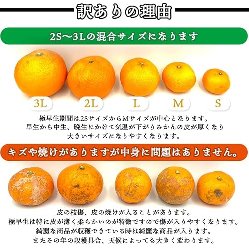 有田みかん 3