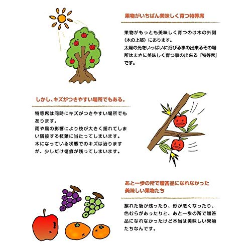 産地厳選 温州みかん  3
