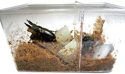 昆虫飼育ケース クリアースライダー 4