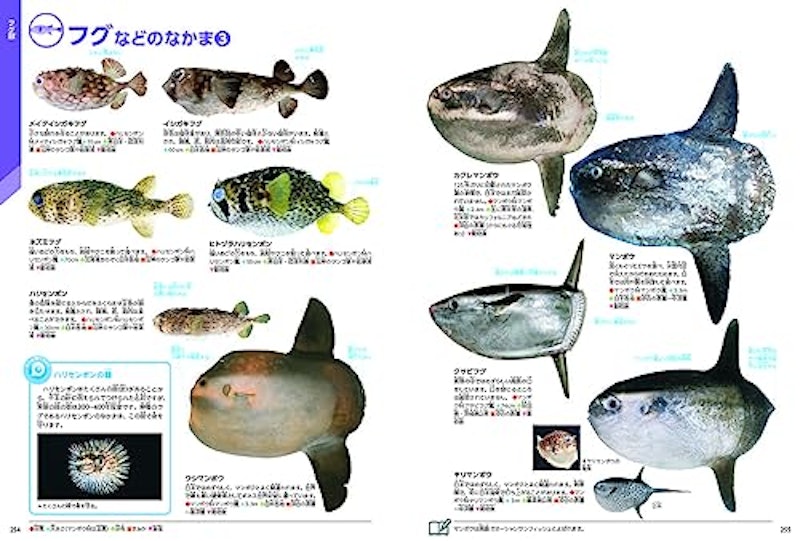 魚 新版 3