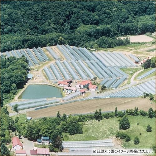 北海道産 新夕張レッド 4