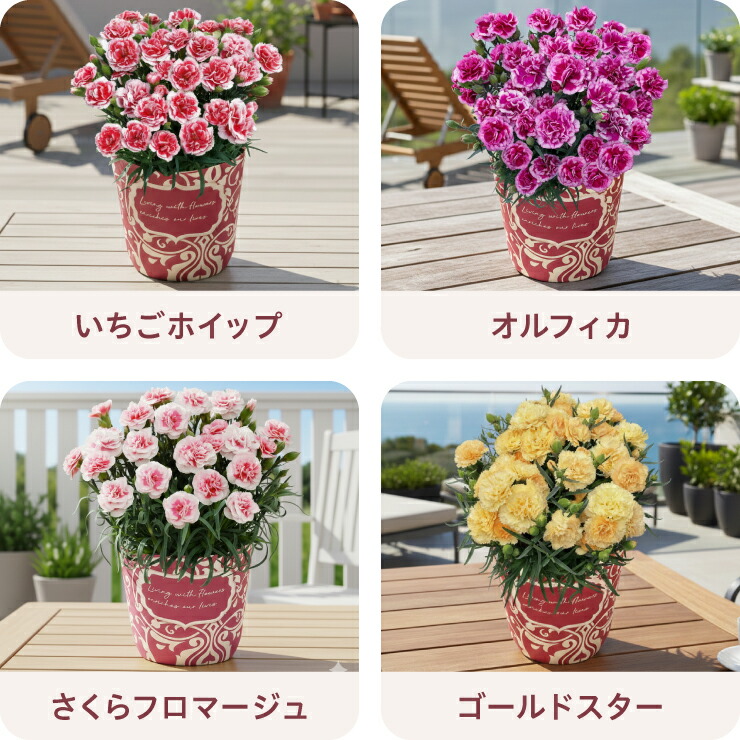 カーネーション 鉢植え 3