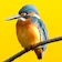 kkamedev 見つけた!野鳥図鑑 1