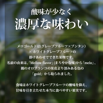 メロゴールド 2