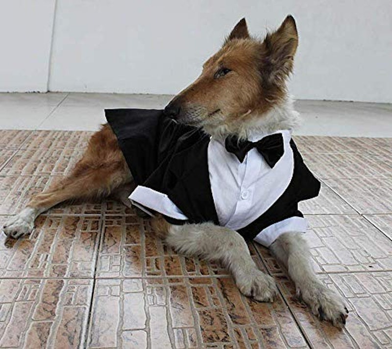 大型犬のタキシード服 5