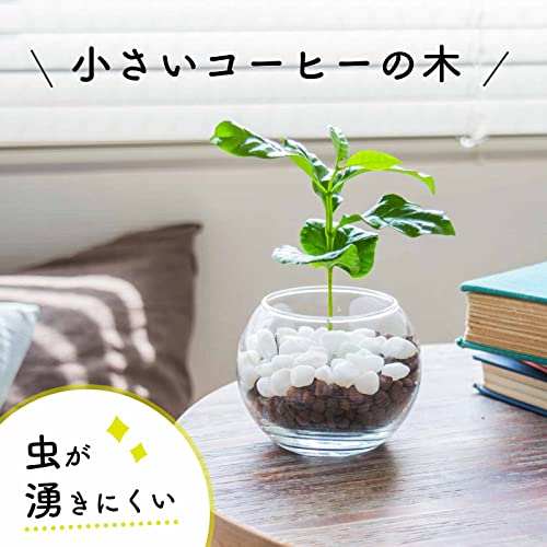 コーヒーの木 ハイドロカルチャー 6