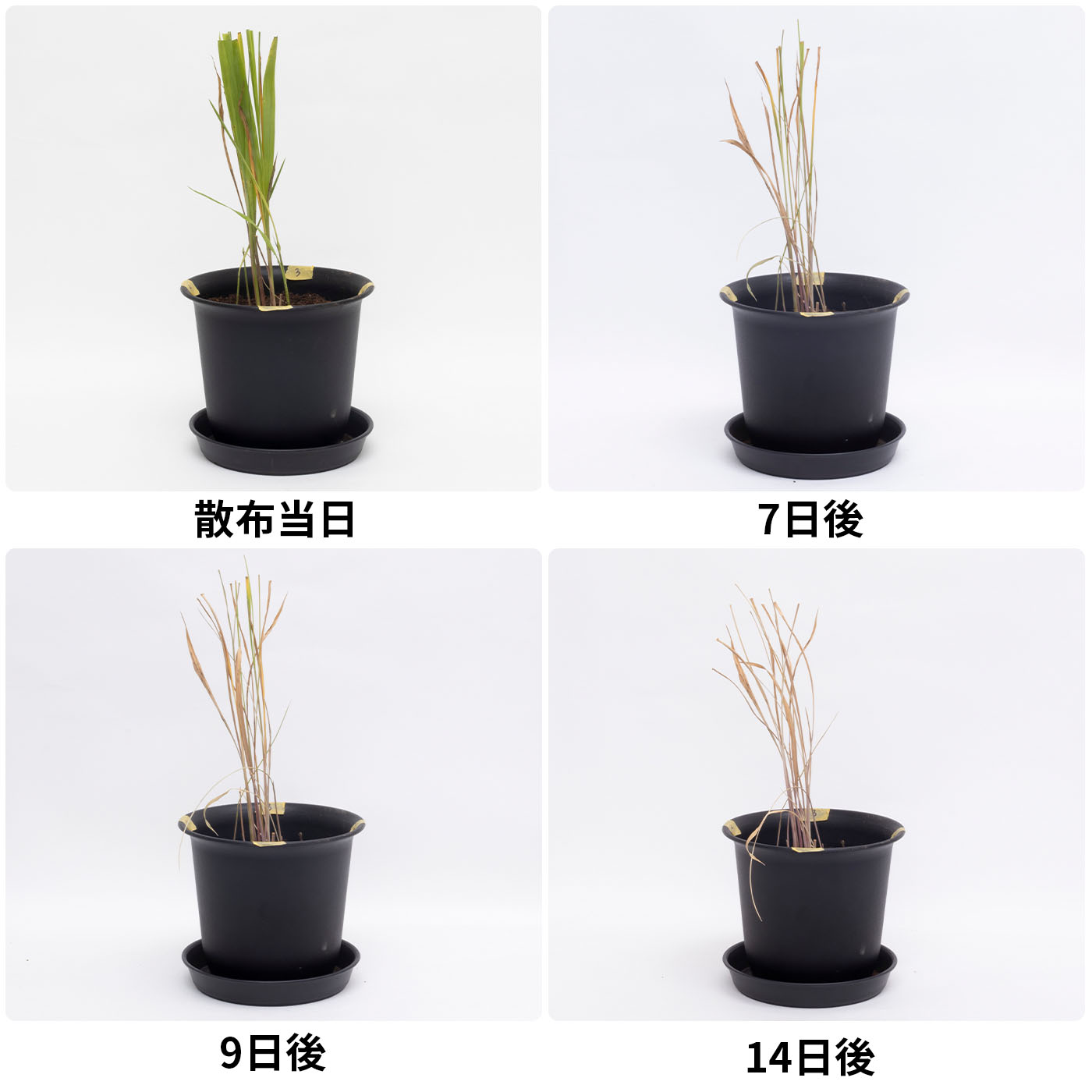 ザッソージエース 4