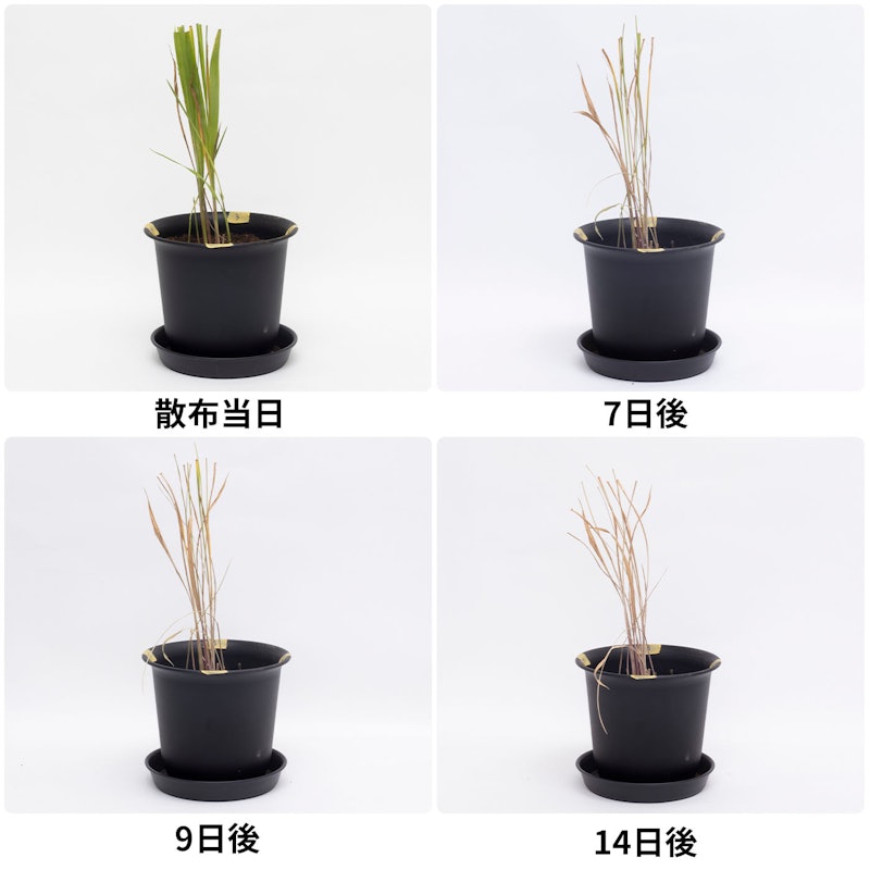 ザッソージエース 4
