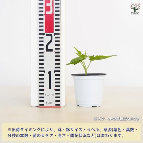 ゴーヤの苗 バニラキッズ 3