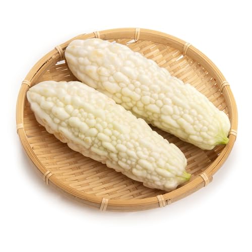 ゴーヤの苗 バニラキッズ 1