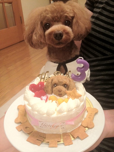 21年 犬用ケーキのおすすめ人気ランキング12選 Mybest 21年 犬用ケーキのおすすめ人気ランキング12選 Mybest