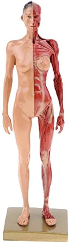 女性 人体筋肉模型 1