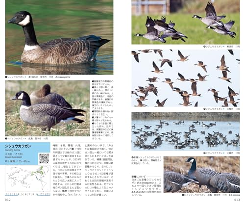 新 日本の野鳥 4