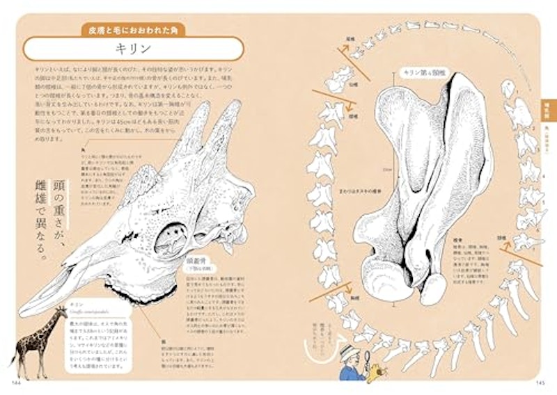 ぜんぶ絵でわかる9 すごい骨の動物図鑑 7