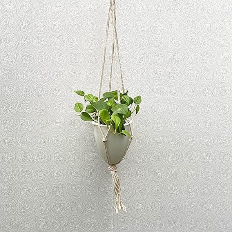 HangingPOT-B 選べる!3号パフカル苗セット オキシカルジューム 1
