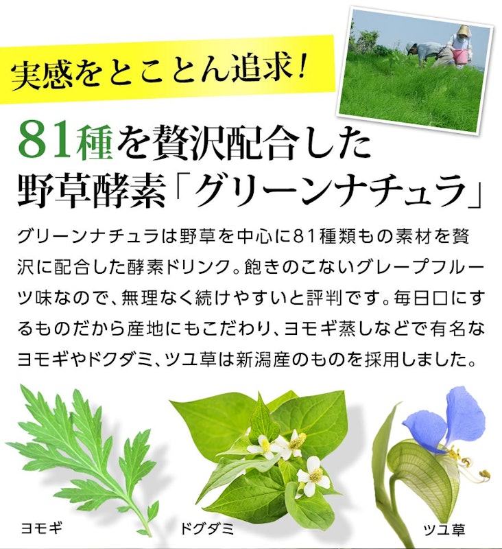 KOMBUCHA+KOUSO Green Natura 5
