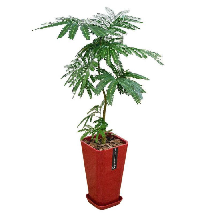 エバーフレッシュ 曲がり仕立て 大型 155㎝ 8号鉢 整った樹形 綺麗な葉色